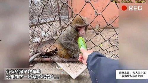 吃瓜女孩秒变猴子,秒变机智猴子