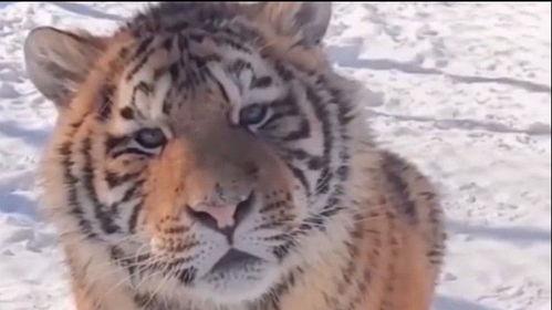 网红稻香村虎大王,网红美食背后的传奇故事