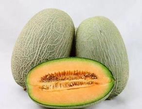 哈密瓜啥会儿吃,哈密瓜最佳食用时节揭秘