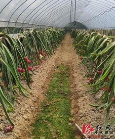 红心村红网,织就乡村振兴的红色纽带