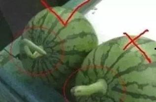 应如何正确吃瓜,健康吃瓜指南